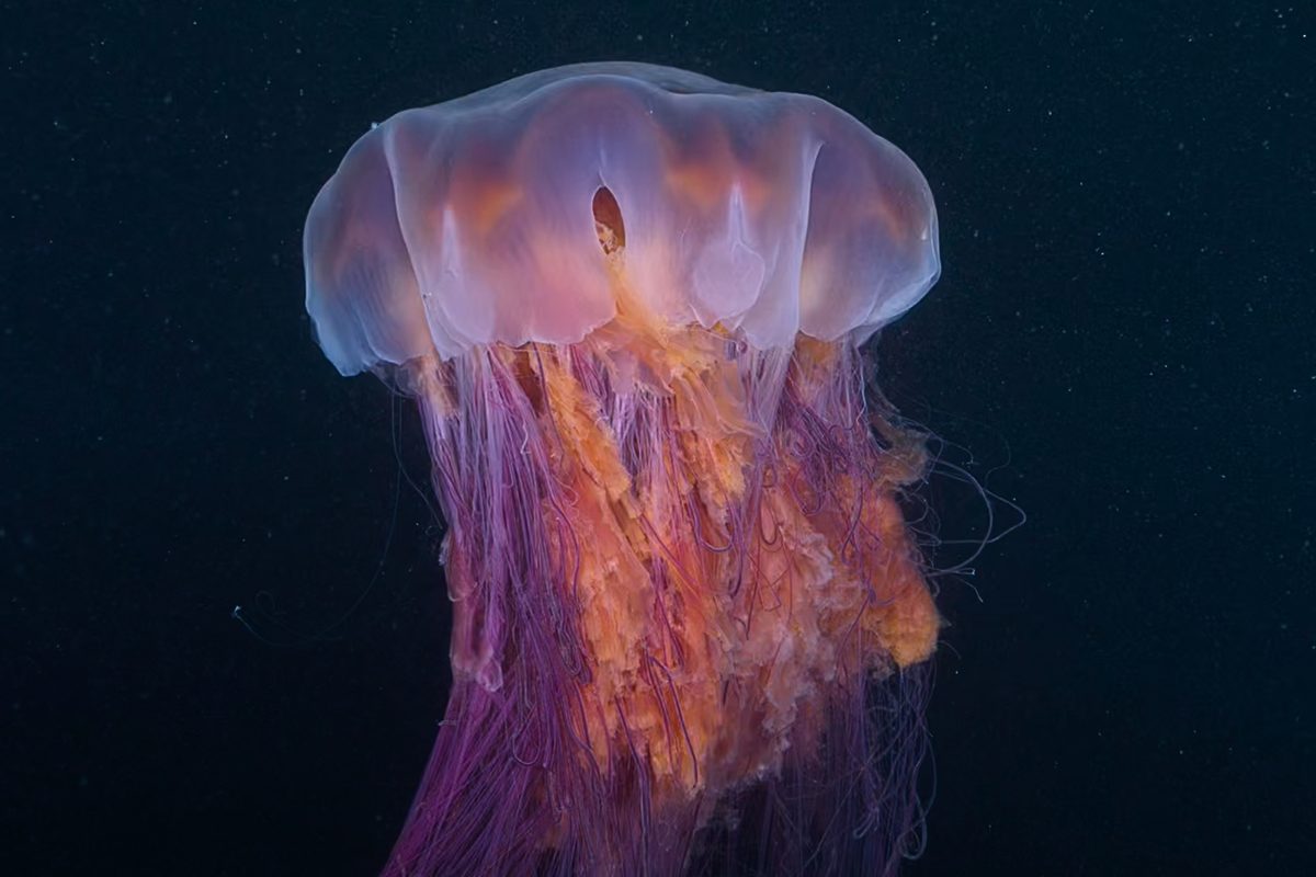 Heaviest jellyfish on Earth filmed off Washington coast