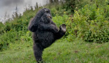 The Comedy Wildlife Awards – a peek at some of the finalists