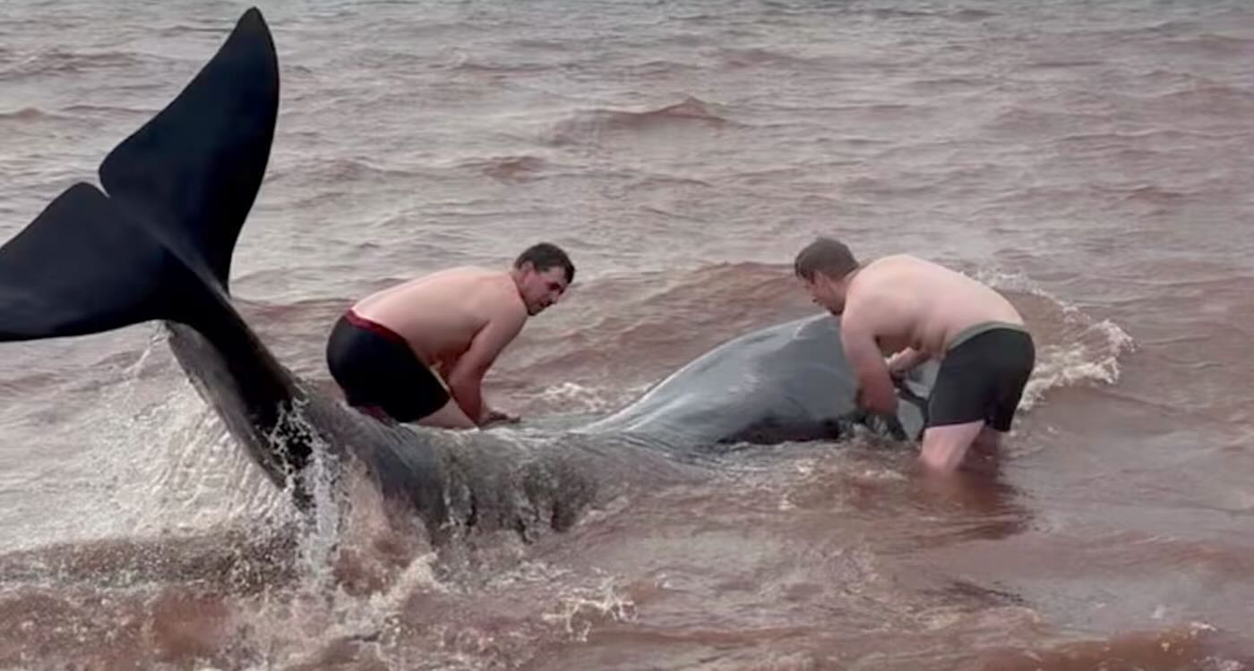 Good Samaritans Stripped Down to Briefs to Rescue 3 Stranded Whales on Canadian Beach (WATCH)