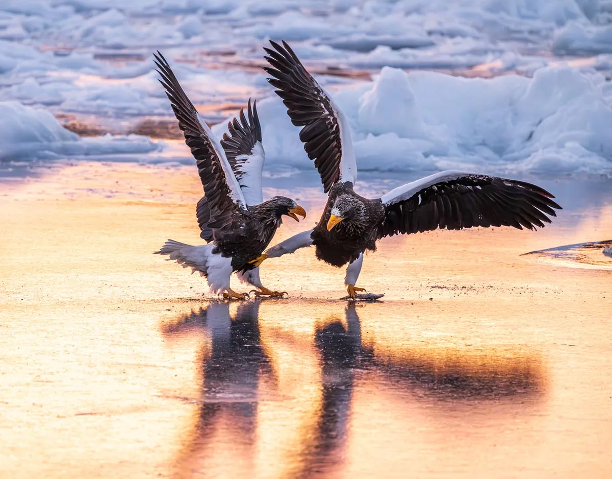 Two eagles are pictured centre frame at sunset amongst ice, with their wings outstretched and the right eagle kicking the one on the left.