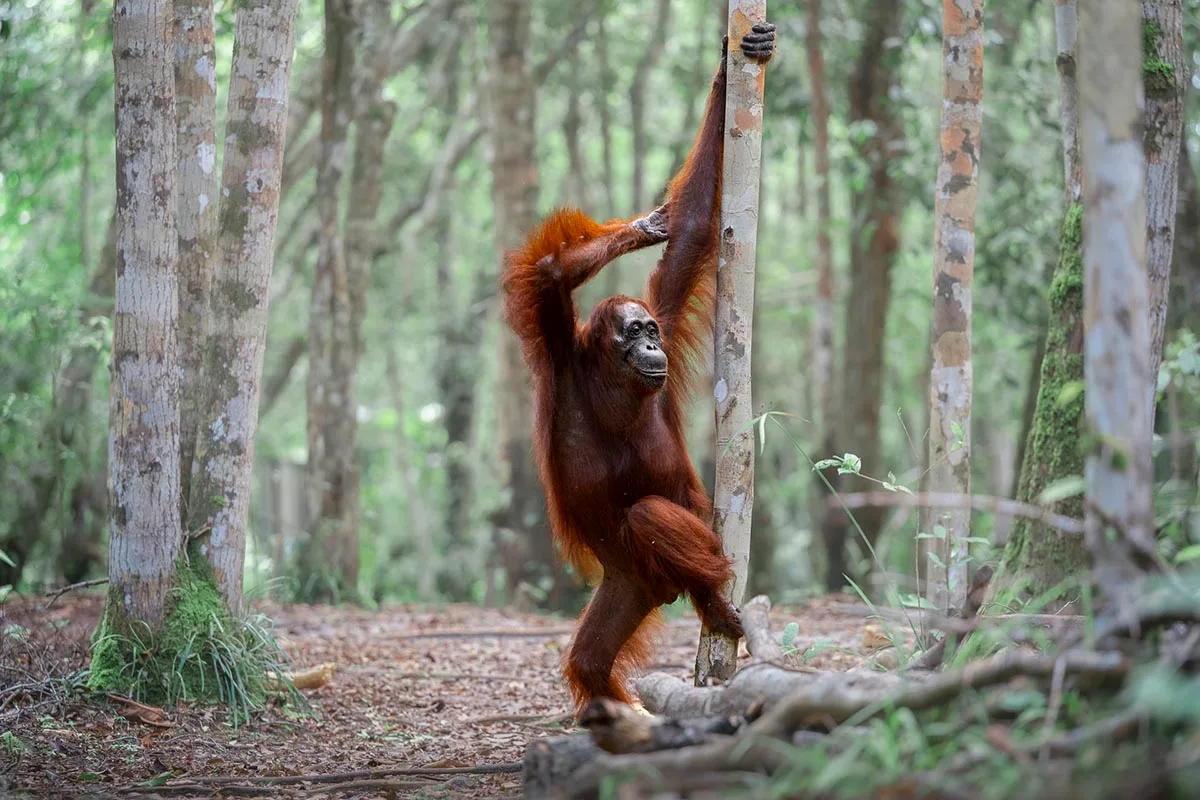 A female orangutan seemingly dancing amongst trees. 