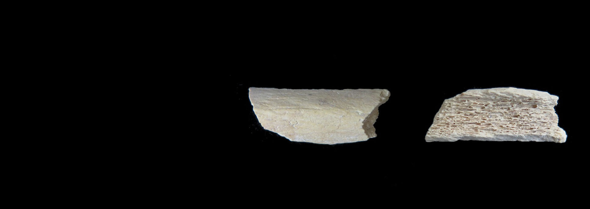 Neanderthal thigh bone