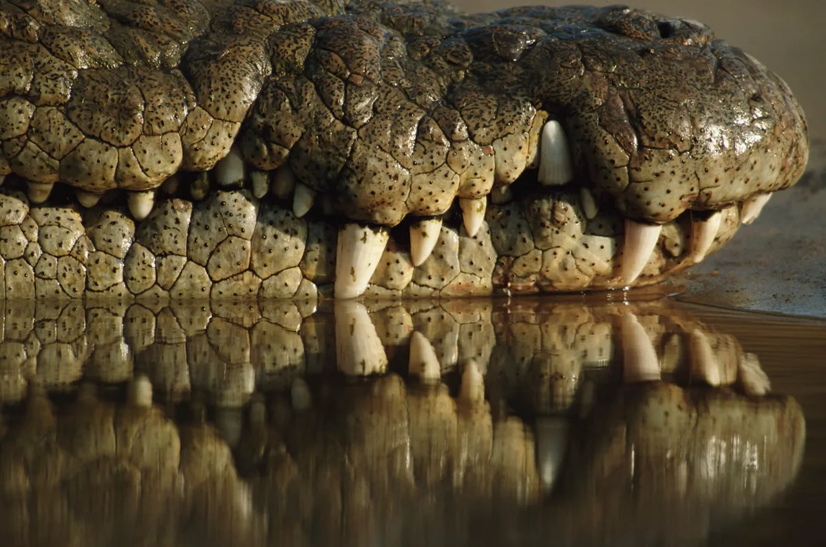 Nile crocodile
