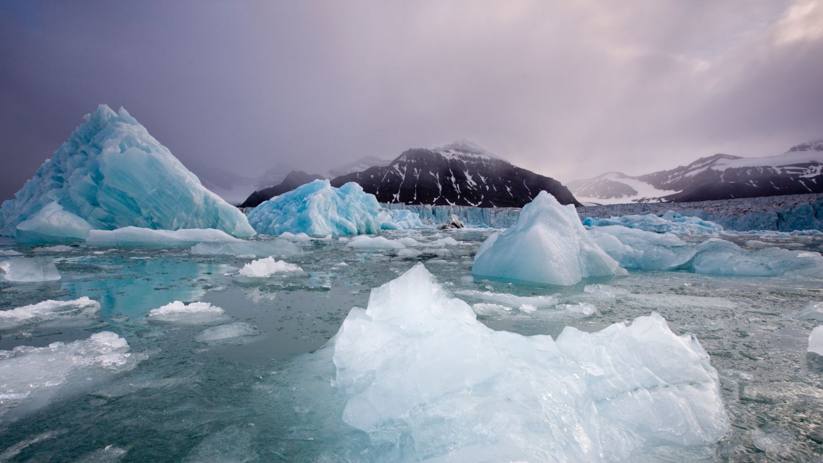 Icebergs floating near face of Sveabreen Glacier in Nordfjorden.