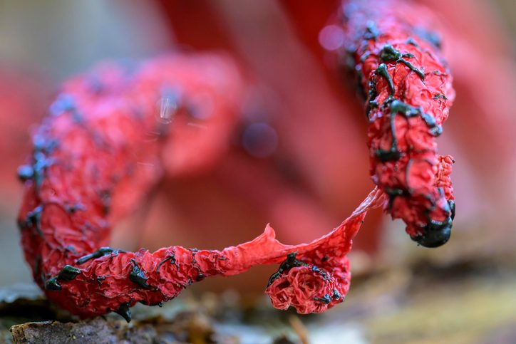 It has bizarre tentacles, oozes black goo and stinks of death – and could be near you right now