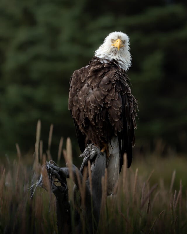 A bald eagle with white head feathers and dark brown body perches on a weathered tree stump, surrounded by tall grasses, with a blurred green forest in the background.