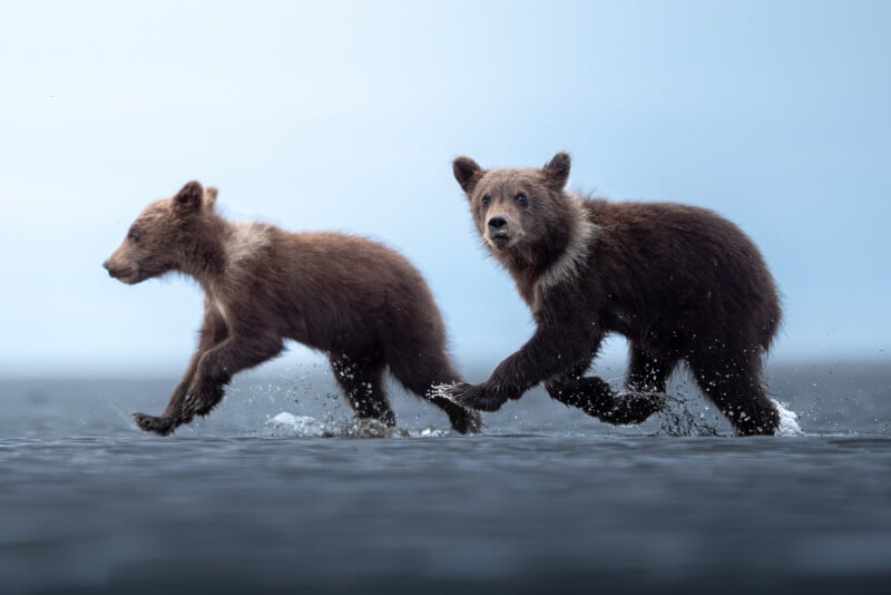 Two brown bear cubs run through shallow water, their fur wet and splashing as they move, with a soft blue sky in the background.