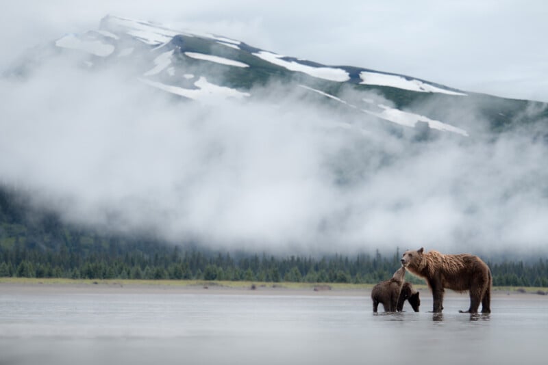 A brown bear and her cub stand in shallow water with a misty forest in the background and a snow-capped mountain rising behind them under a cloudy sky.