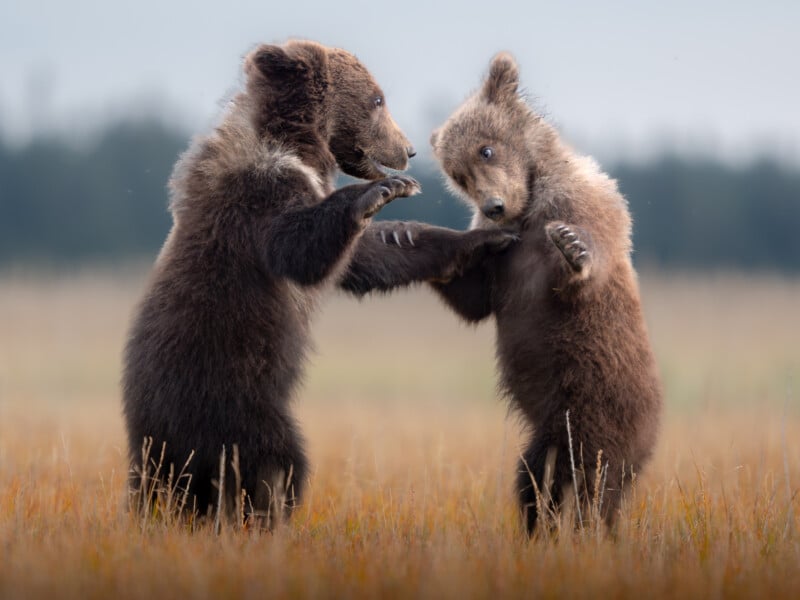 Two brown bear cubs stand upright facing each other in a grassy field, appearing to play or spar. One cub touches the other's shoulder with its paw. The background is blurred, highlighting the playful scene.