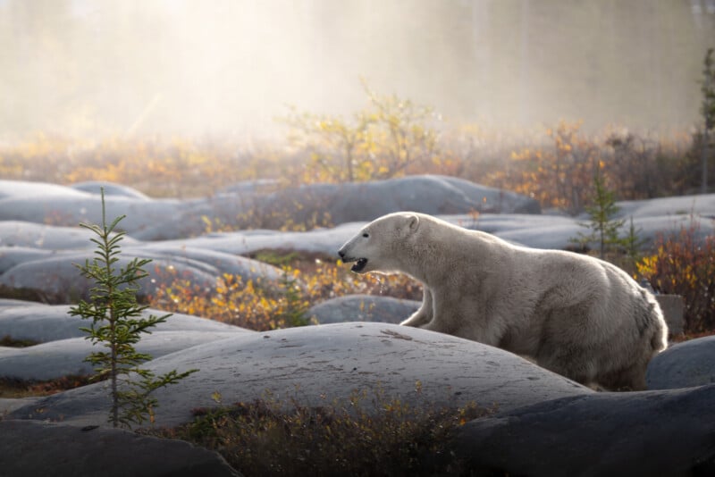 A polar bear walks among gray rocks and sparse shrubs in a sunlit, misty landscape, with soft light illuminating its fur and the surrounding autumn vegetation.