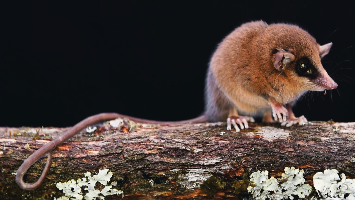 The newly described Marmosa chachapoya. Photo courtesy of Silvia Pavan.