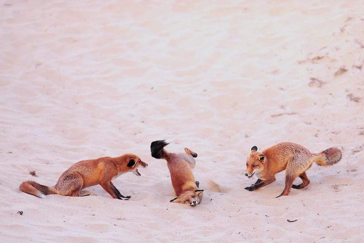 A trio of foxes are pictured on a beach with the middle fox face-planting the sand with each either side looking it. 