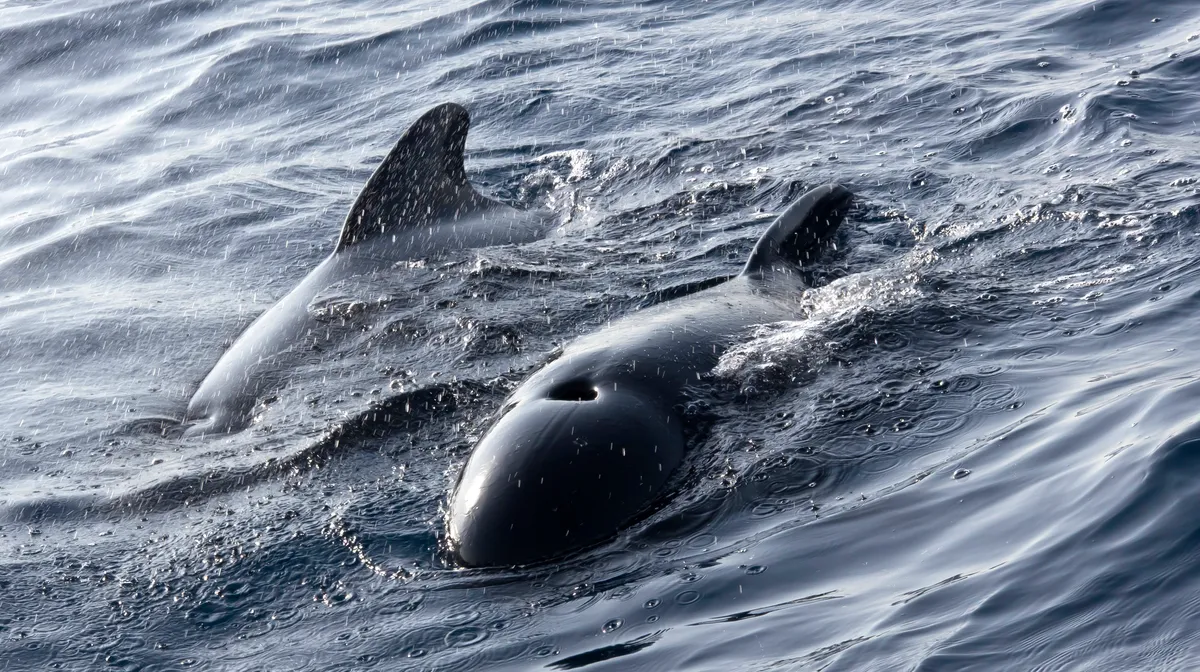 Pilot whale facts
