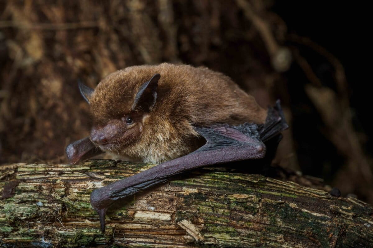 World’s 1,500th known bat species confirmed from Equatorial Guinea