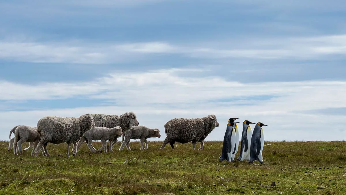four penguins lead the way on a grass plain with sheep following behind.
