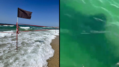 Shark spotted off Ashkelon coast, beaches closed: 'Everyone out of the water' - Ynetnews