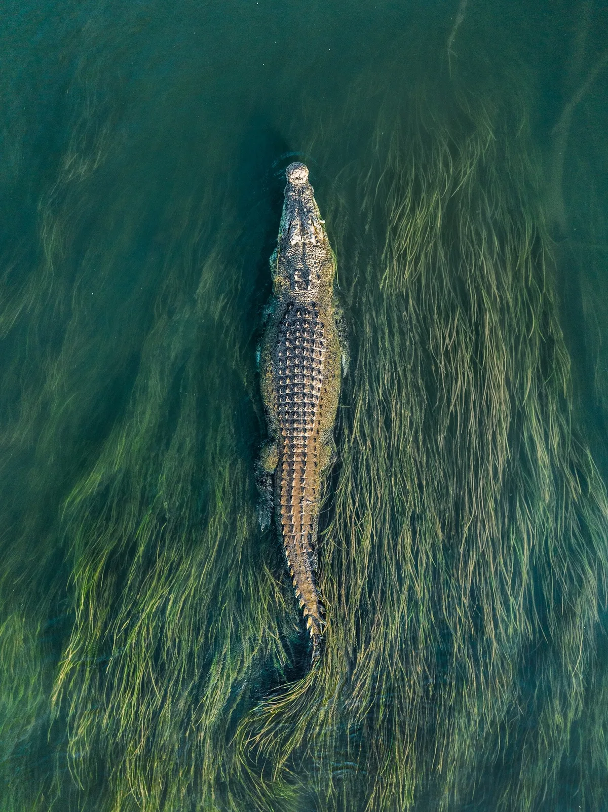 Saltwater crocodile