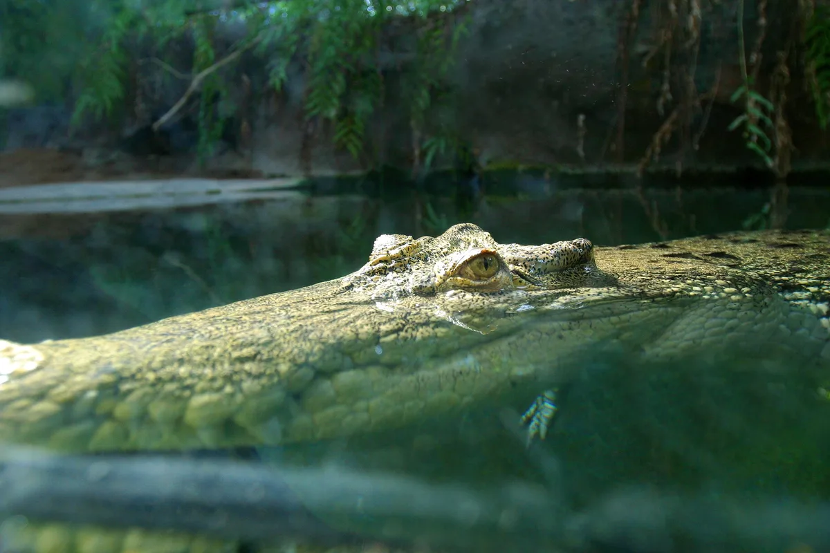 Saltwater crocodile