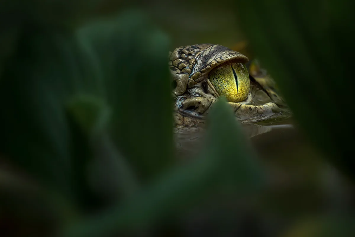 Saltwater crocodile eye