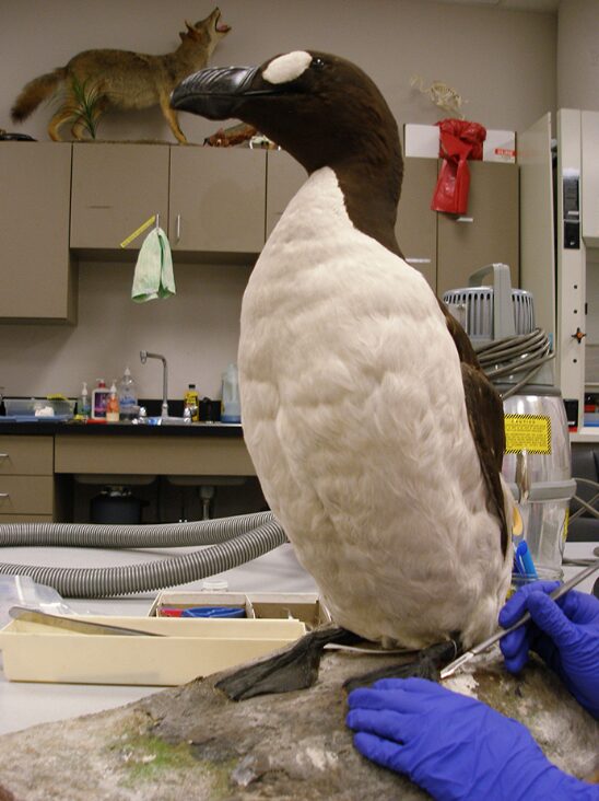 great auk, stuffed
