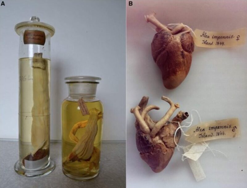 specimens of last great auk