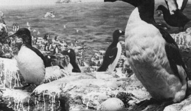 black and white photo of great auk