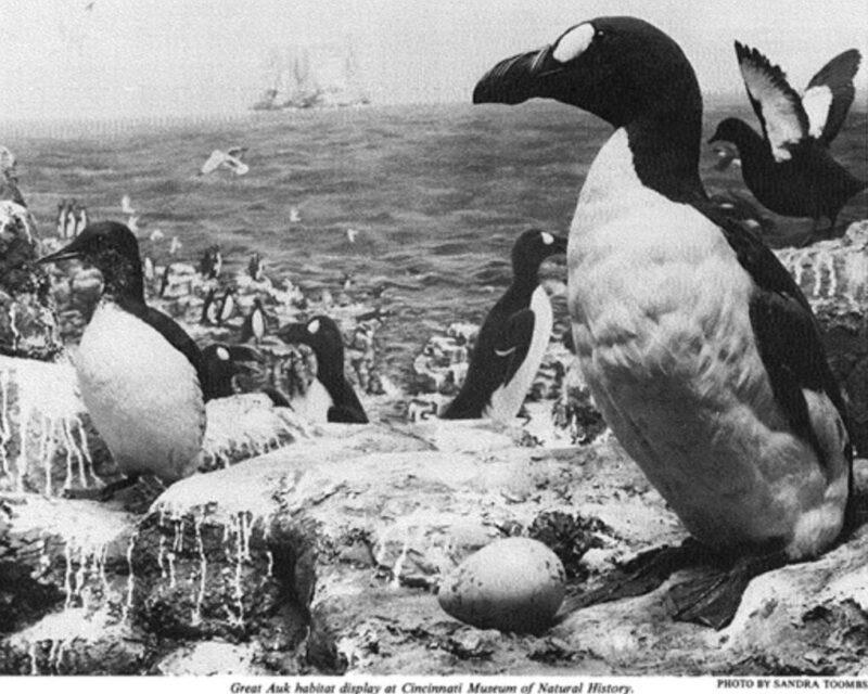 black and white photo of great auk