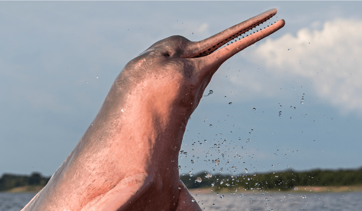 Spiral tusks, big square heads, strange pink skin: 10 weirdest dolphins and whales on the planet