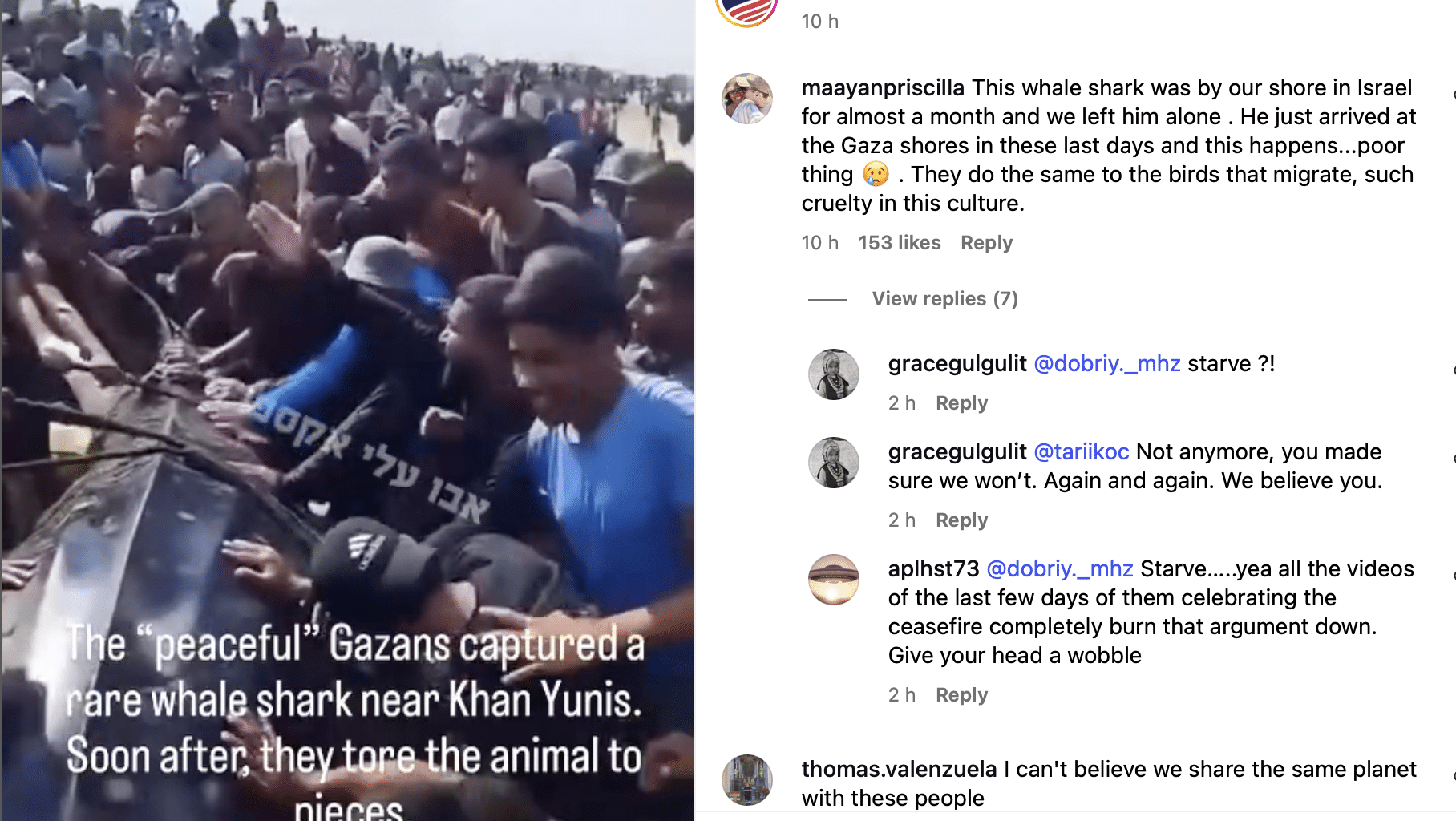 Gazans butcher whale shark