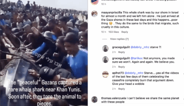 Gazans butcher whale shark