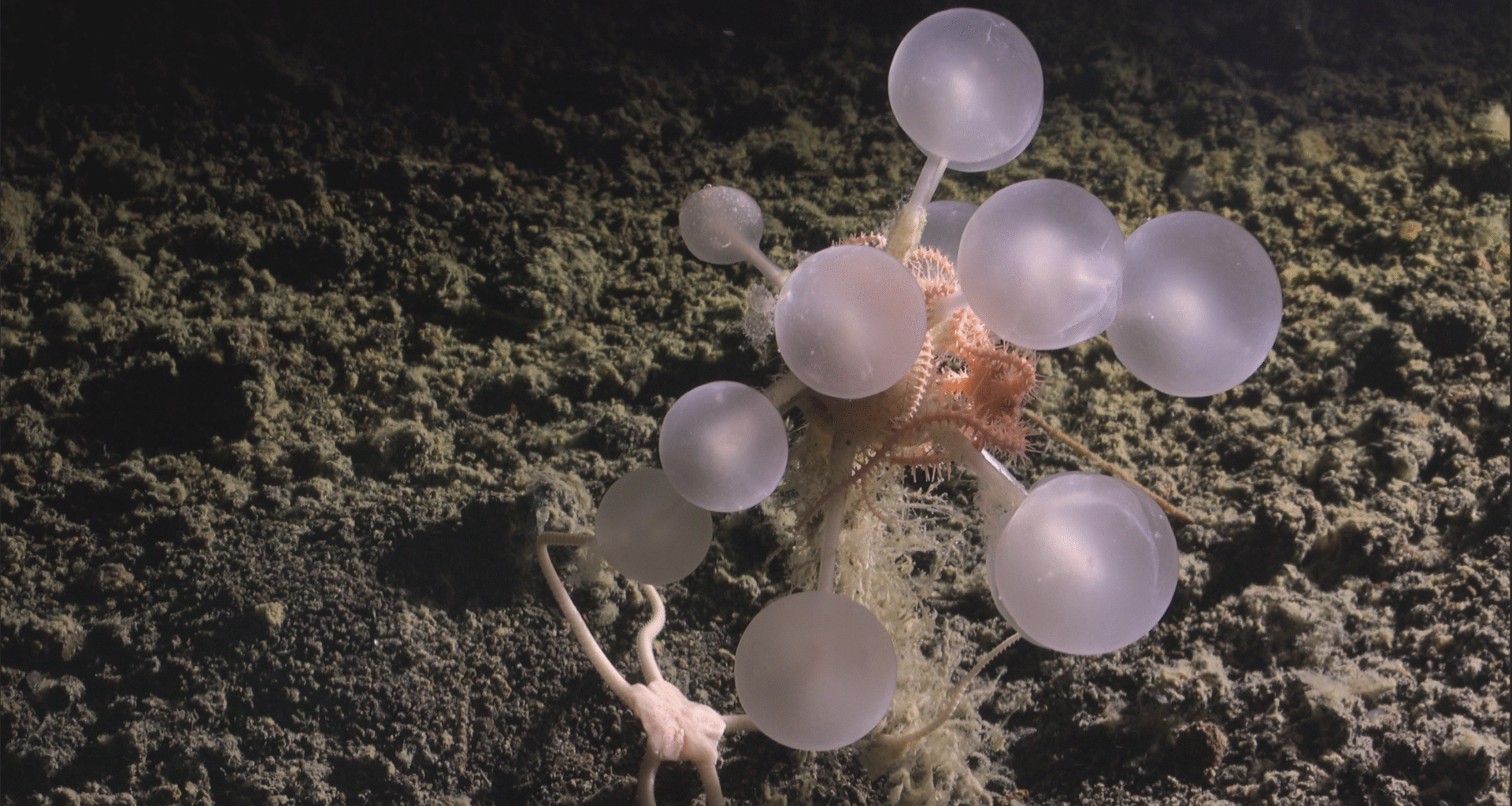 Carnivorous “death-ball” sponge among new deep-sea species