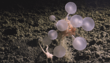 Carnivorous “death-ball” sponge among new deep-sea species