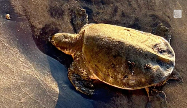 Rare endangered turtle found on Ontario beach