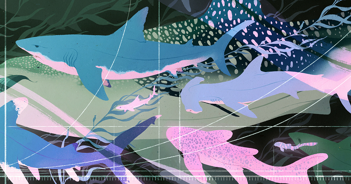 Shark Data Suggests Animals Scale Like Geometric Objects