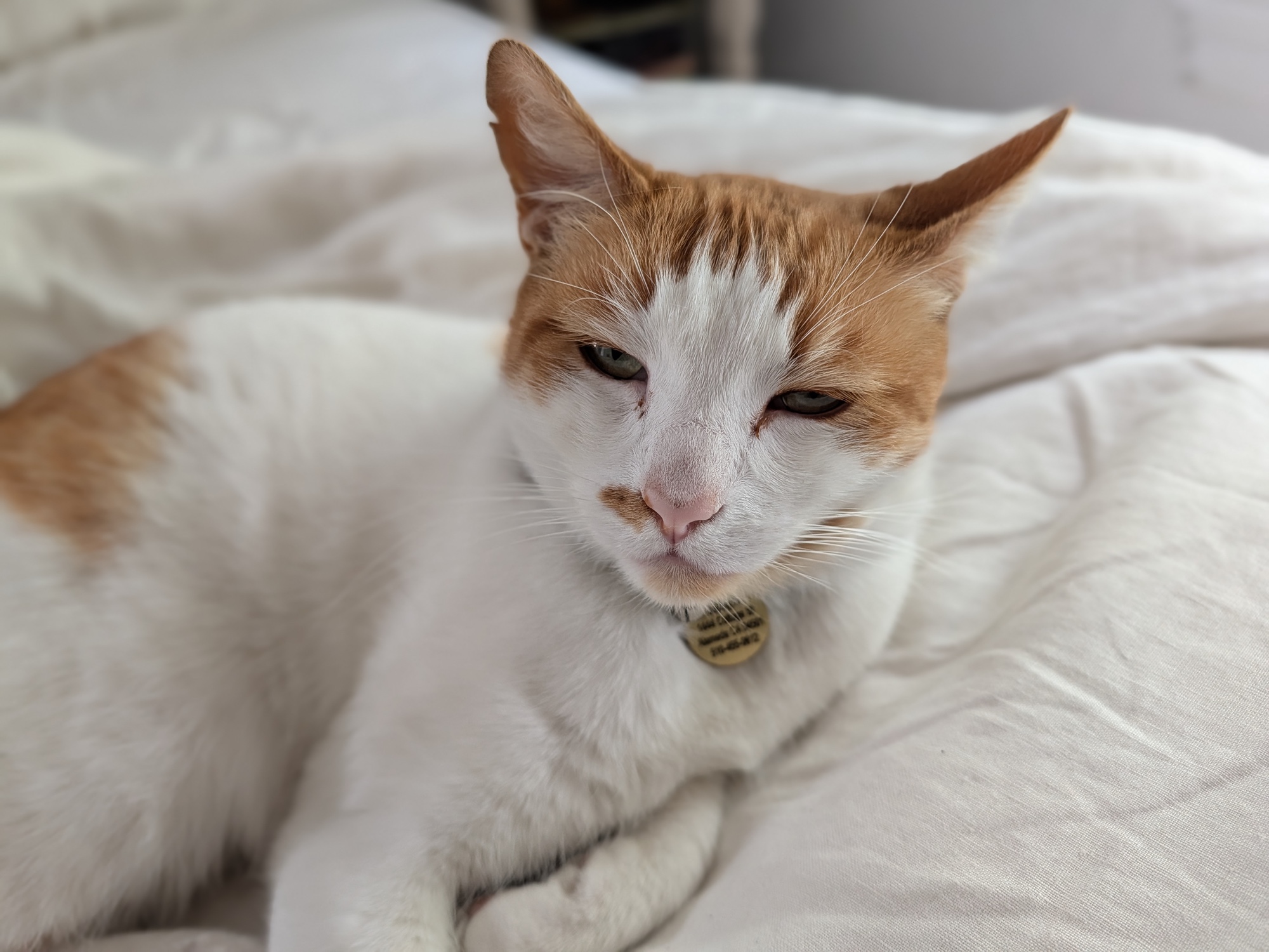 cat portrait by pixel 10 pro