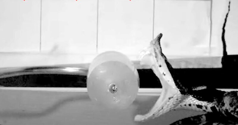 A snake with its mouth wide open strikes toward a round, transparent object on a flat surface, seen in a black and white image.