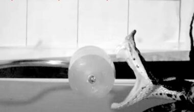 A black and white image of a snake lunging towards the cylinder of medical gel