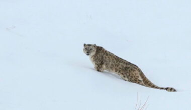 Conservation and coexistence in India and Nepal