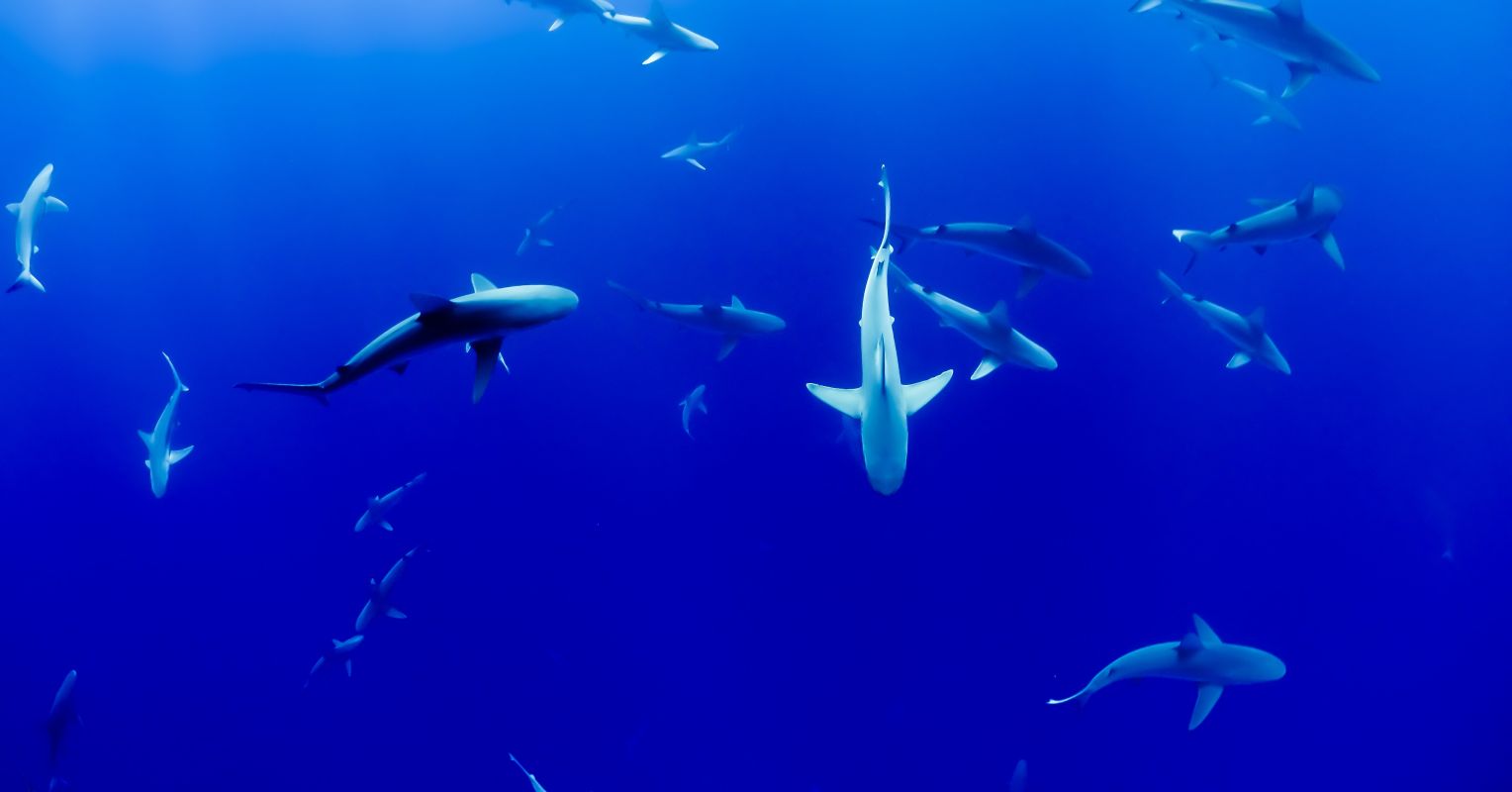 Cocaine Shark: How Our Drug Habits Impact Aquatic Ecosystems