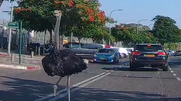 Ostrich escapes Ramat Gan Safari, sprints through city streets before being recapture