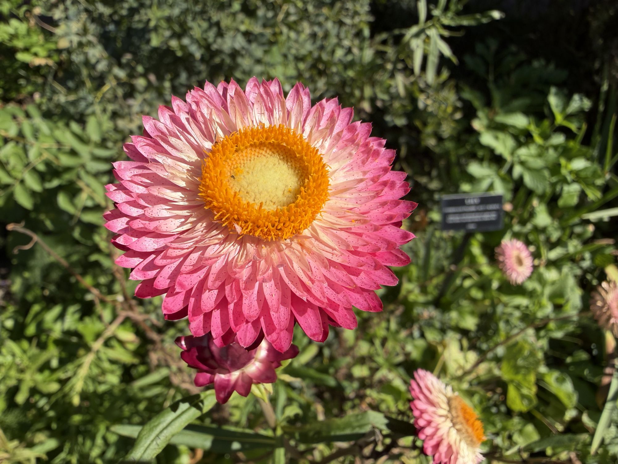 Apple iPhone 17 Pro Max macro sample.