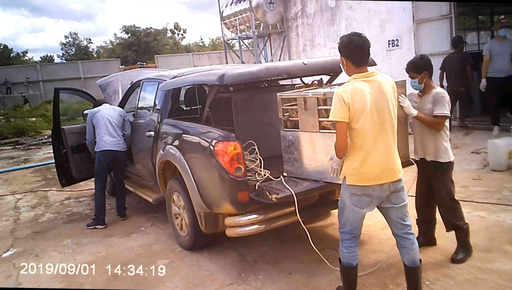 Screenshot from undercover footage acquired by the U.S. Fish and Wildlife Service during their five-year investigation into Cambodian monkey farms.