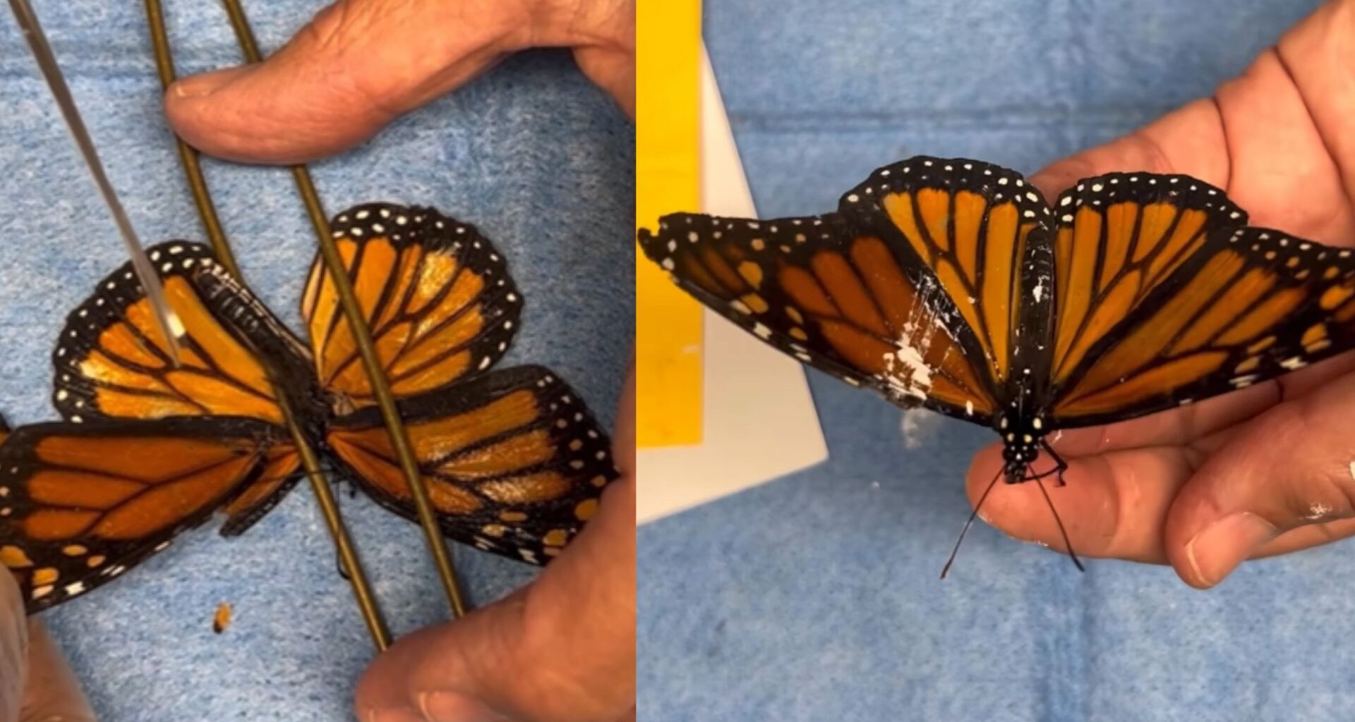 Hidden molecular switch in sperm could make on-demand male birth control real