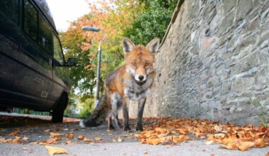 This charismatic woodland creature invaded England’s cities during World War II, and has been creating havoc ever since