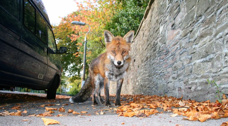 This charismatic woodland creature invaded England’s cities during World War II, and has been creating havoc ever since