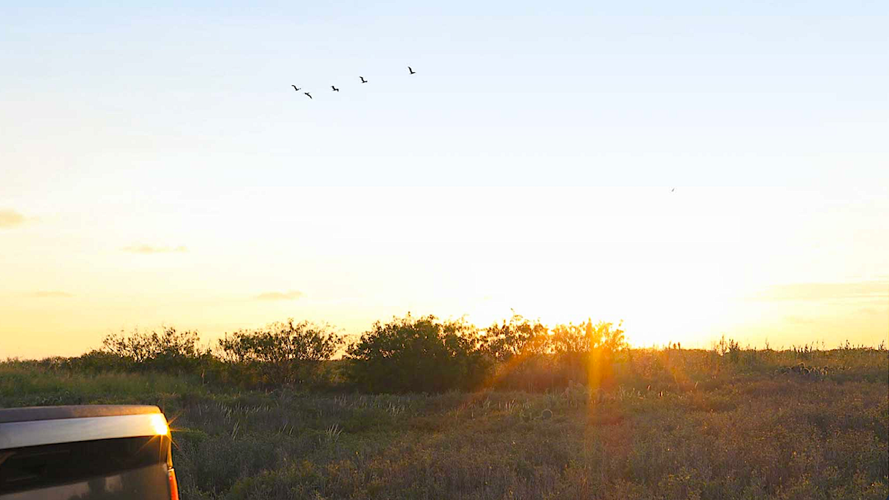 Sunrise in a grassy meadow with birds in flight