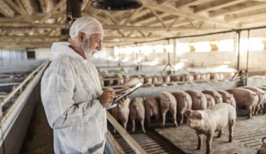 Hogs Trading Mixed at Midday