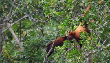 Microplastics found in the stomachs of Amazon tree-dwelling monkeys