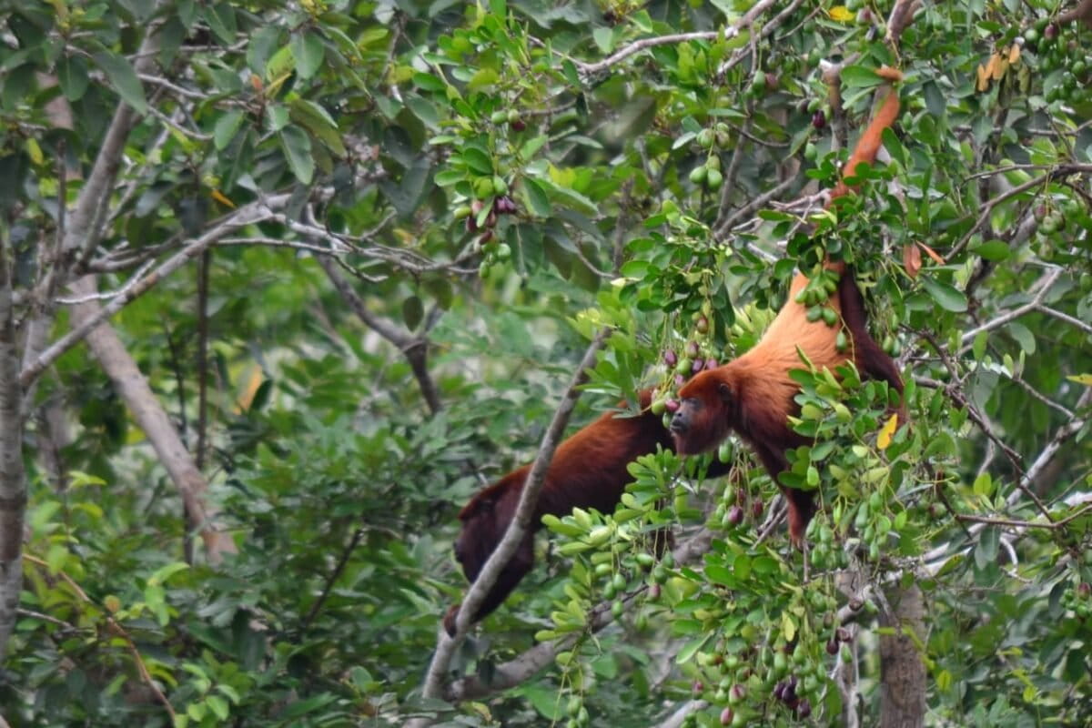 Microplastics found in the stomachs of Amazon tree-dwelling monkeys