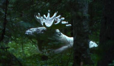 Rare 'ghost moose' footage shows massive animal wandering through Swedish wilderness